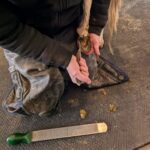 A farrier using a hoof knife to clean a donkey's hoof.