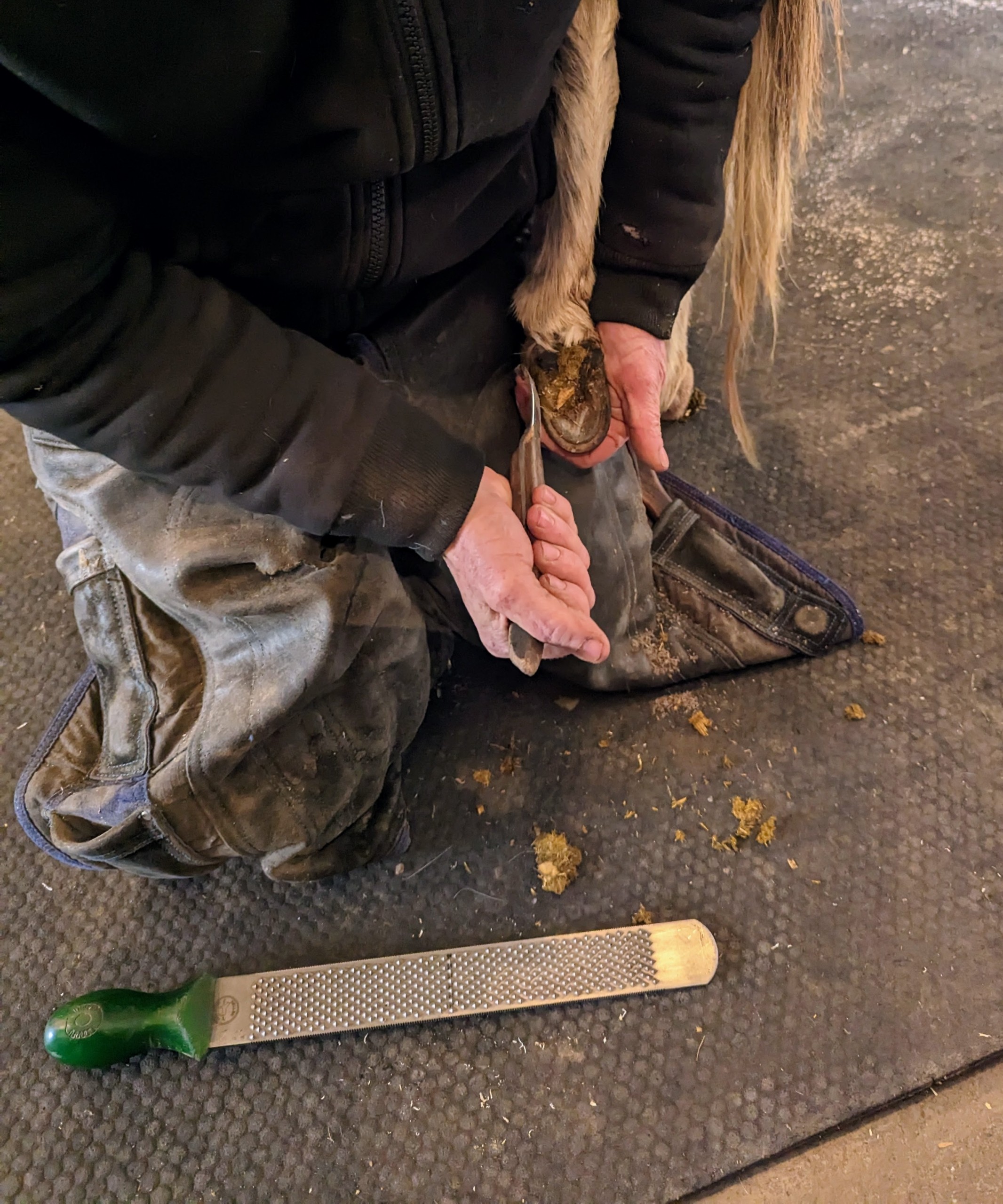 A farrier using a hoof knife to clean a donkey's hoof.